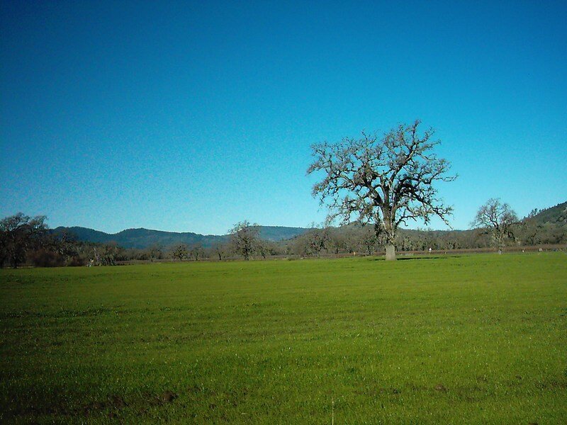 Solitary tree in green field