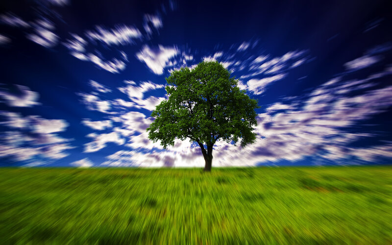 Solitary tree in green field