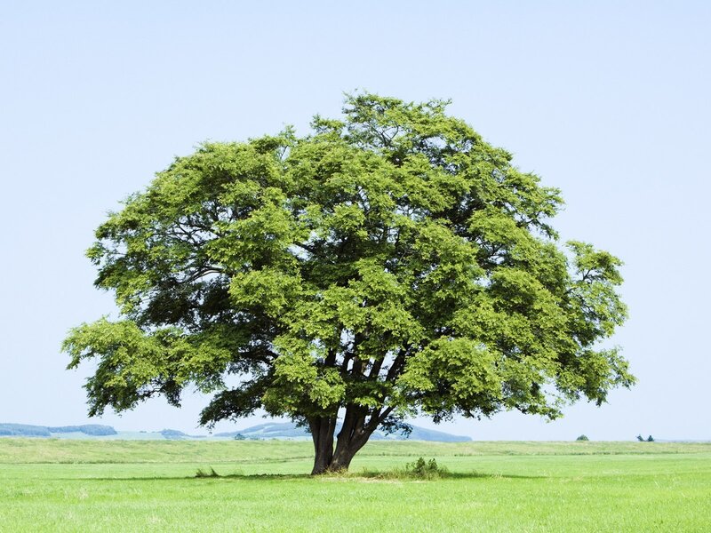solitary tree in green field