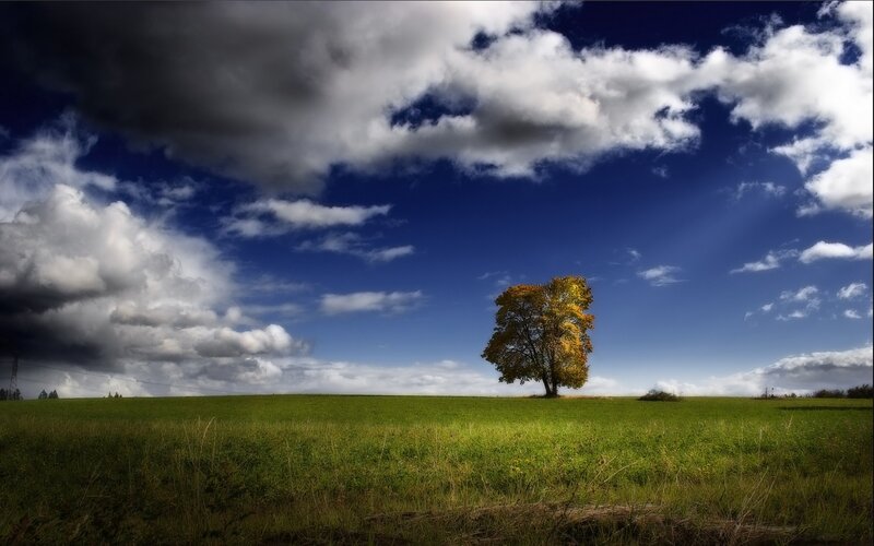Solitary tree in green field