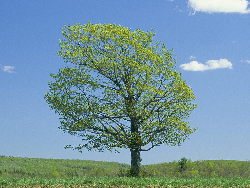 solitary tree in green field