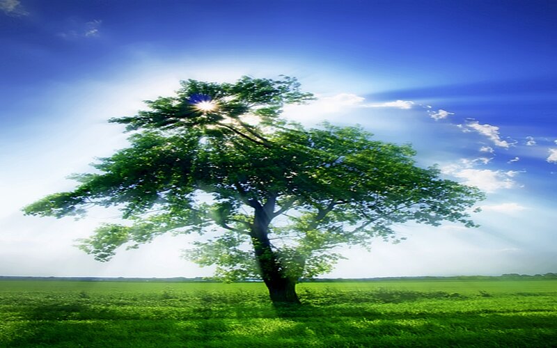 Solitary tree in green field