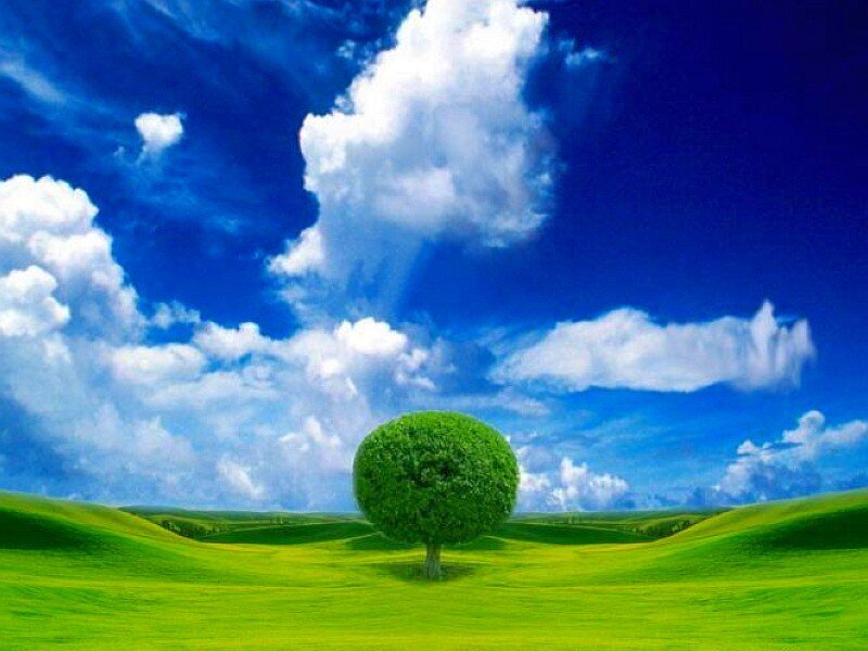 Solitary tree in green field