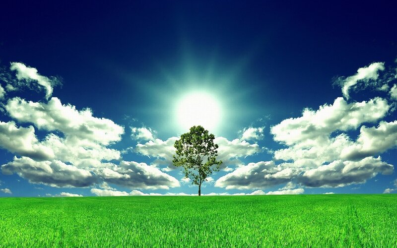 Solitary tree in green field