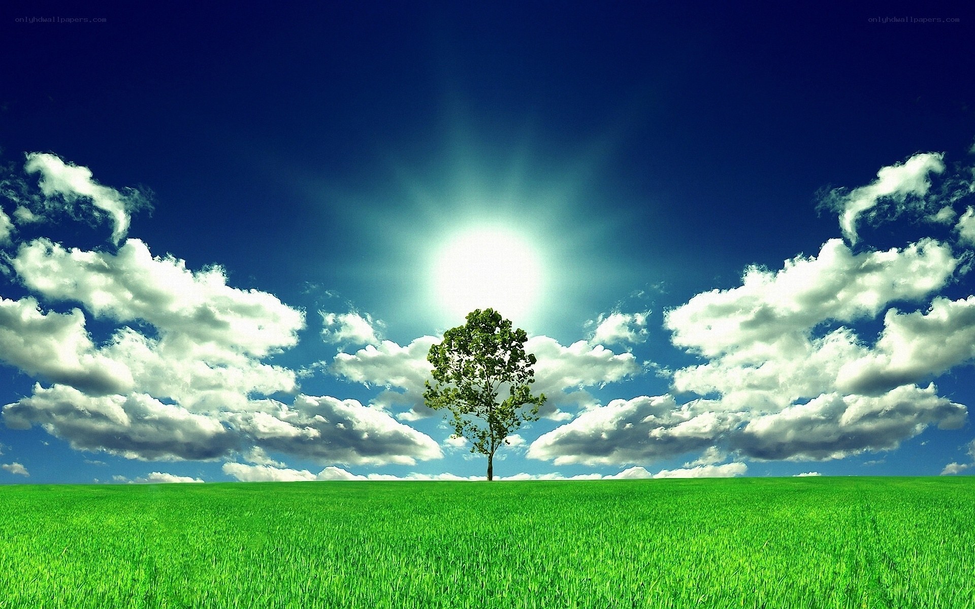 Solitary tree in green field