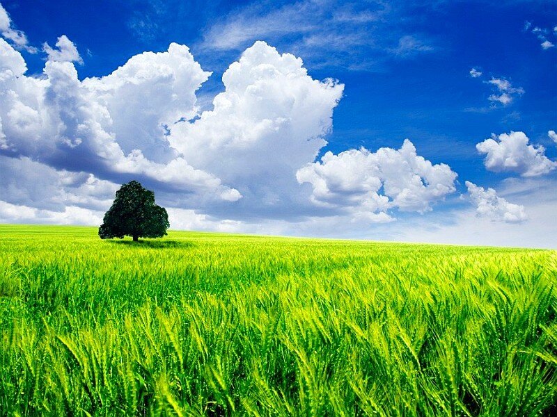 Solitary tree in green field