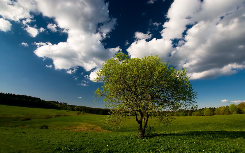 Solitary tree in green field