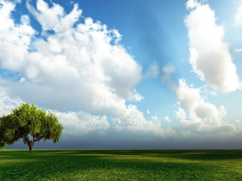 solitary tree in green field