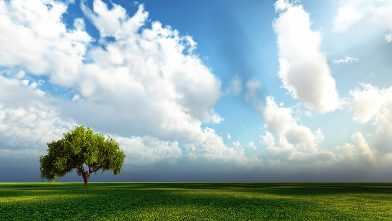 solitary tree in green field