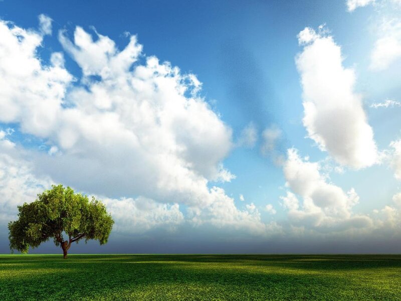 solitary tree in green field
