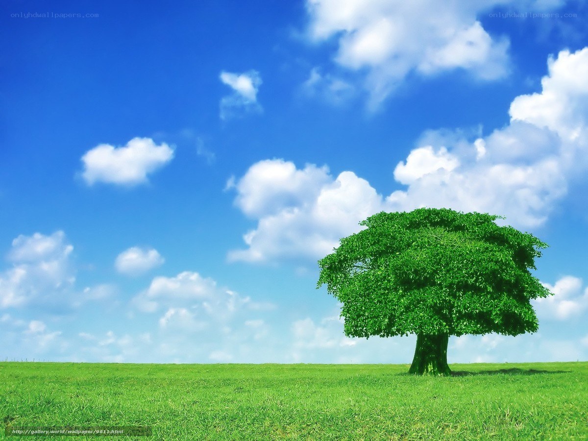 Solitary tree in green field