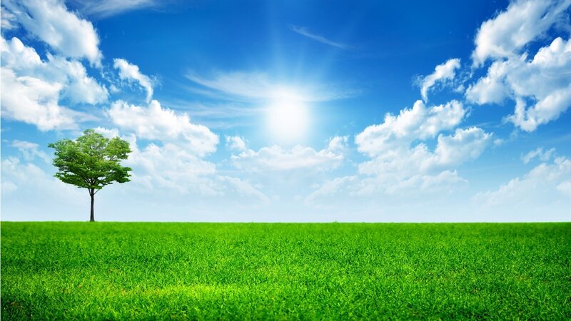 Solitary tree in green field