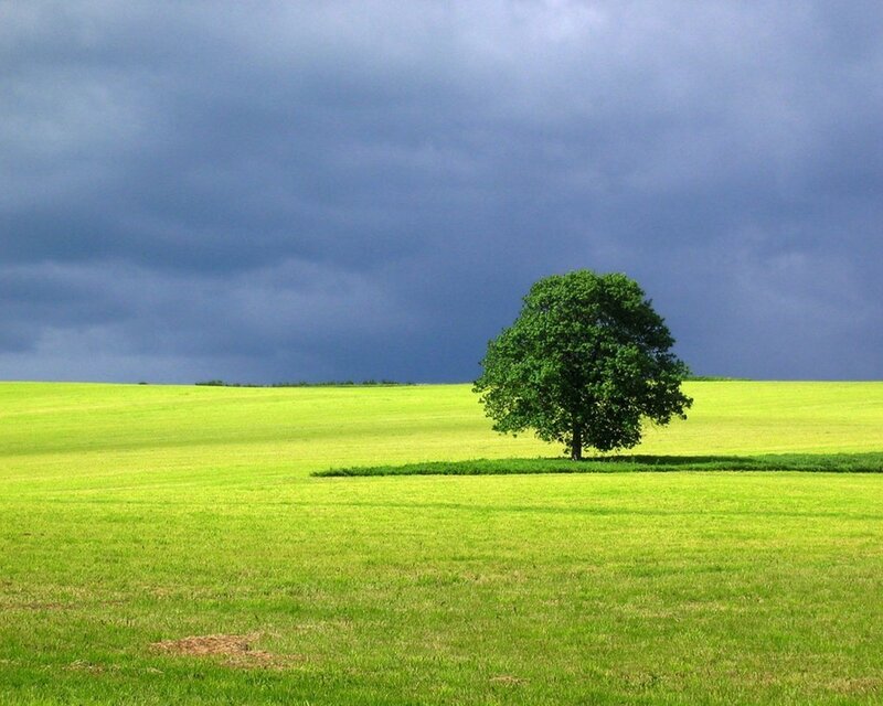 solitary tree in green field