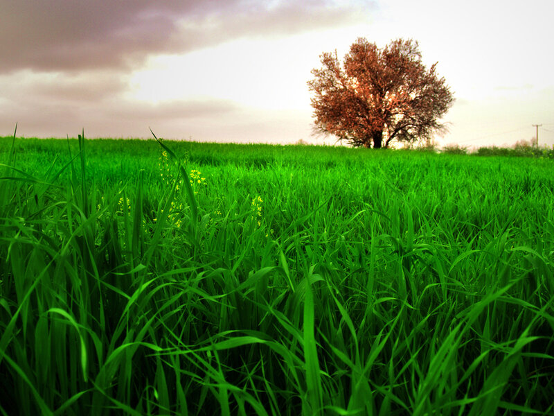 solitary tree in green field