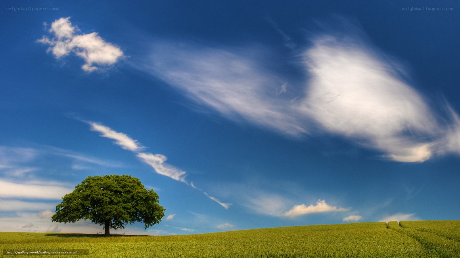 Solitary tree in green field