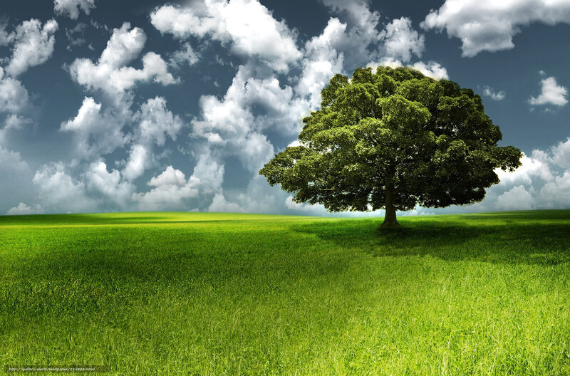 Solitary tree in green field