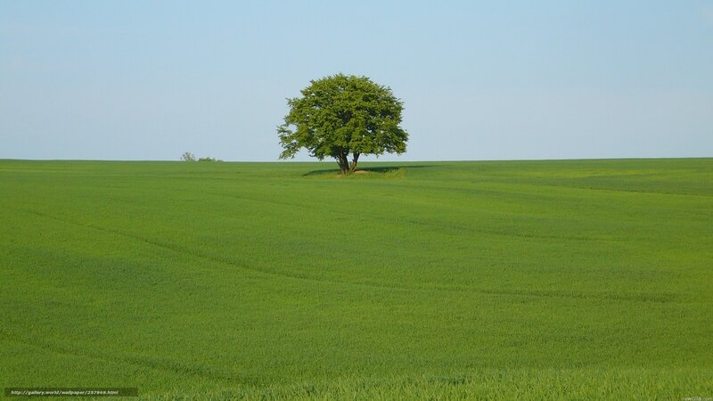 solitary tree in green field