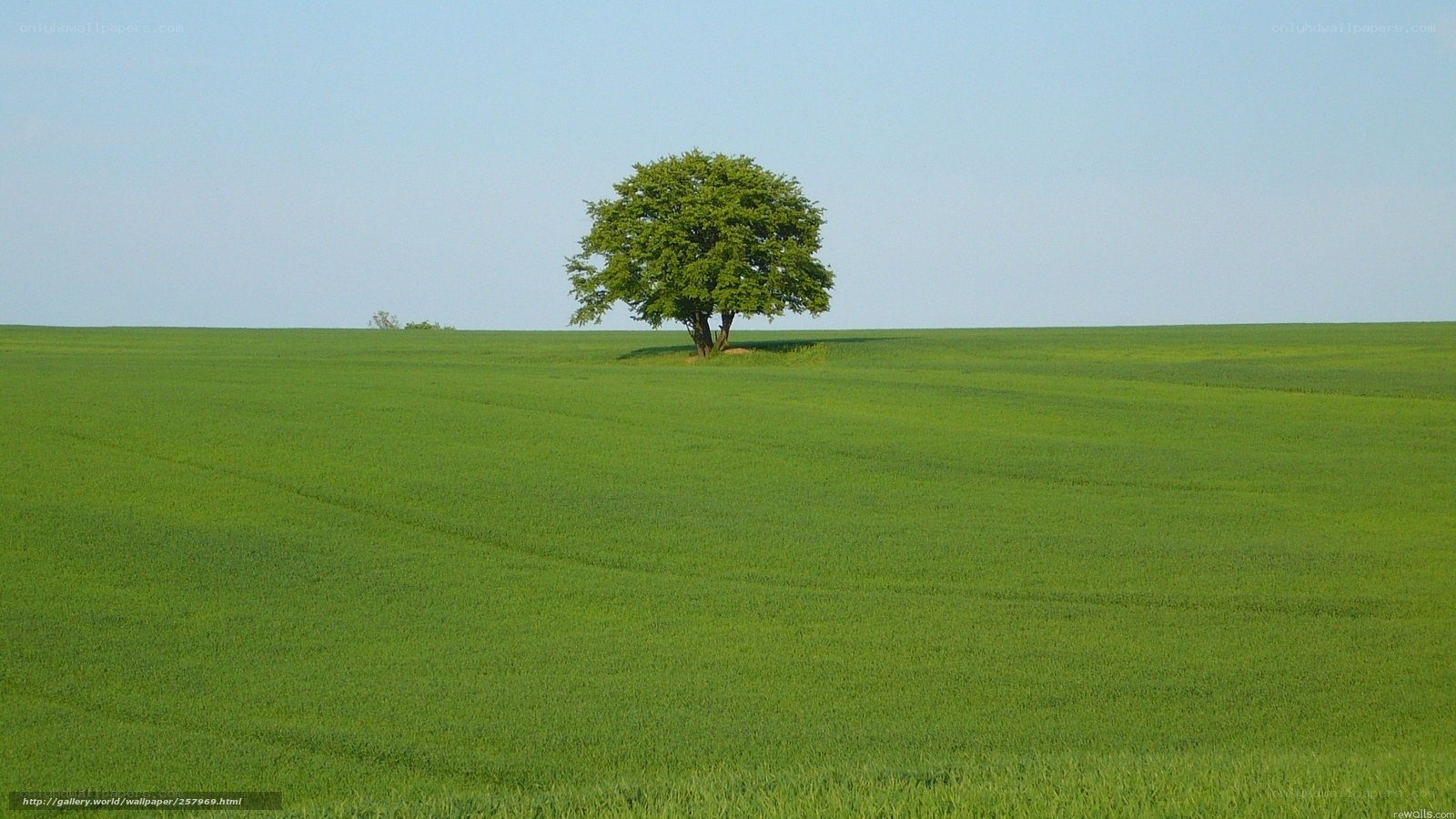 solitary tree in green field