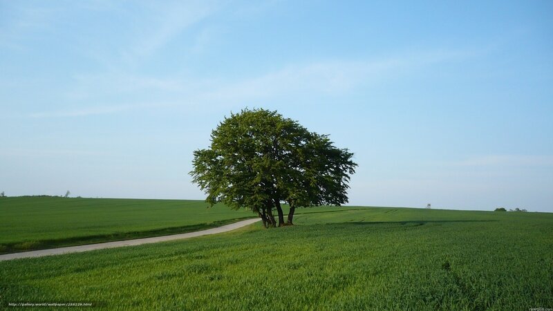 Solitary tree in green field