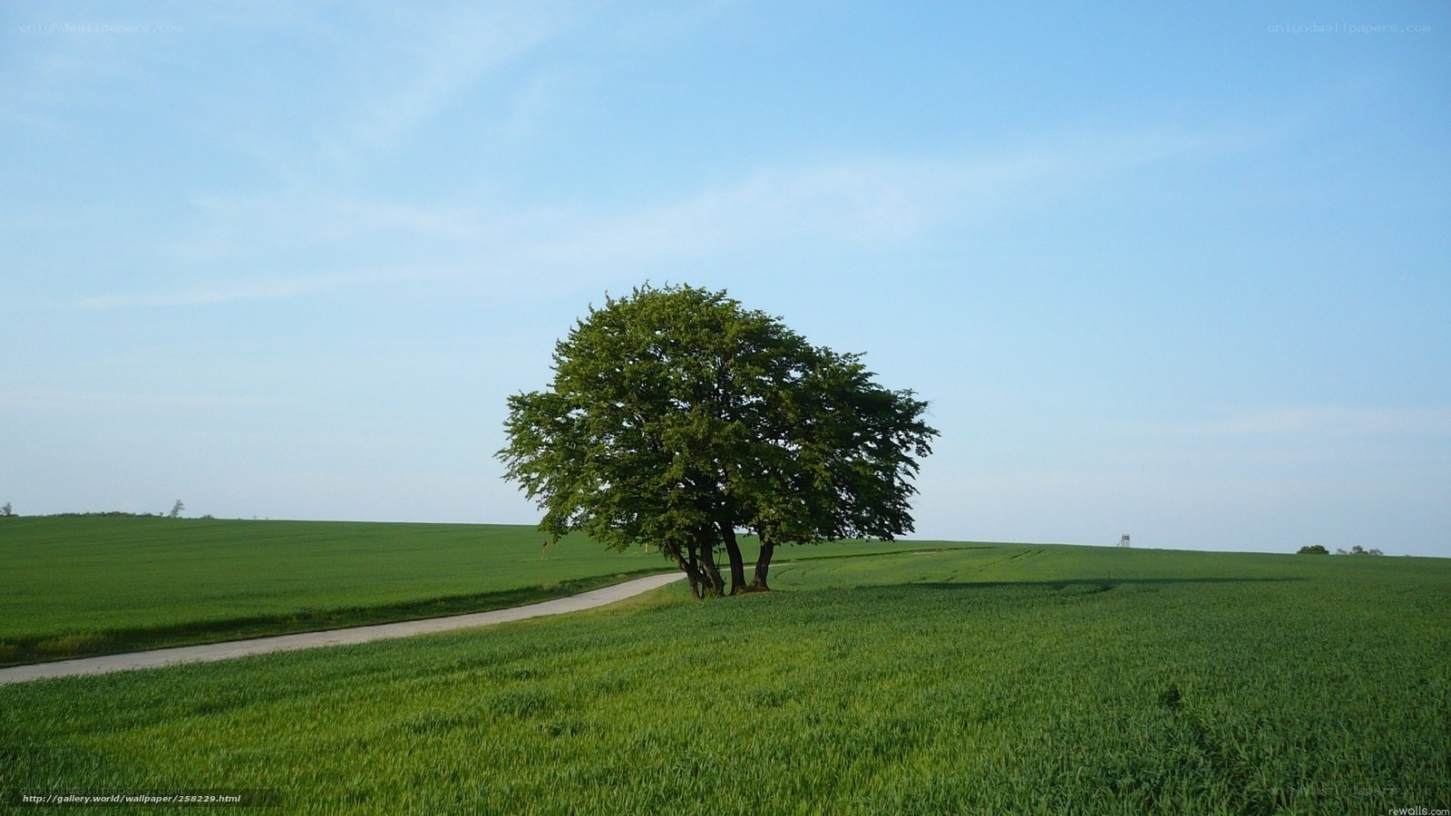 Solitary tree in green field