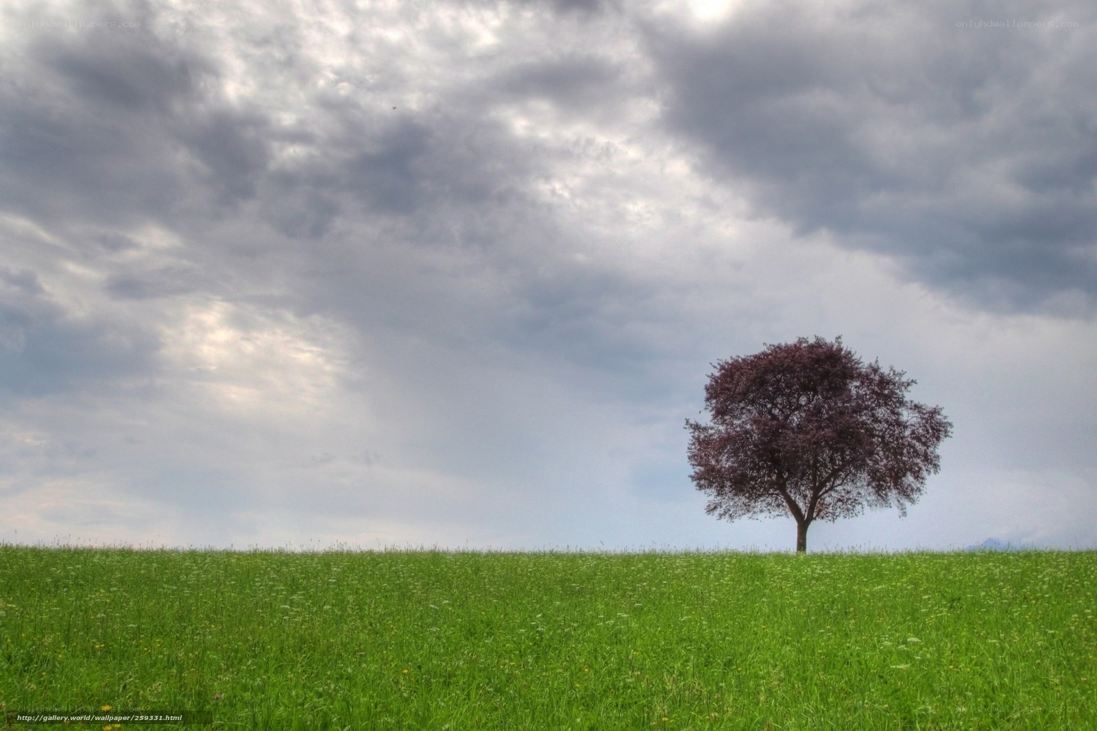 solitary tree in green field