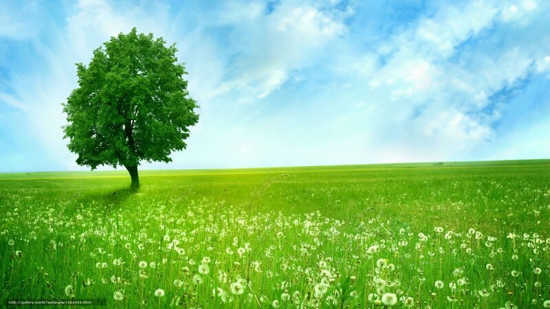 solitary tree in green field