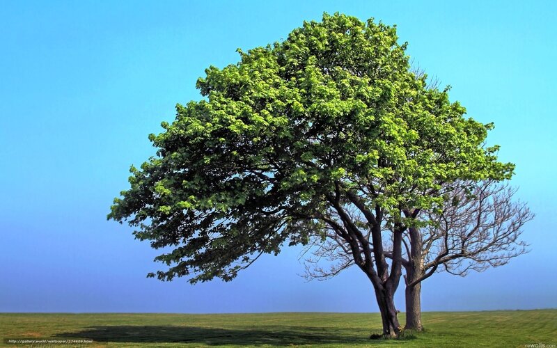 Solitary tree in green field