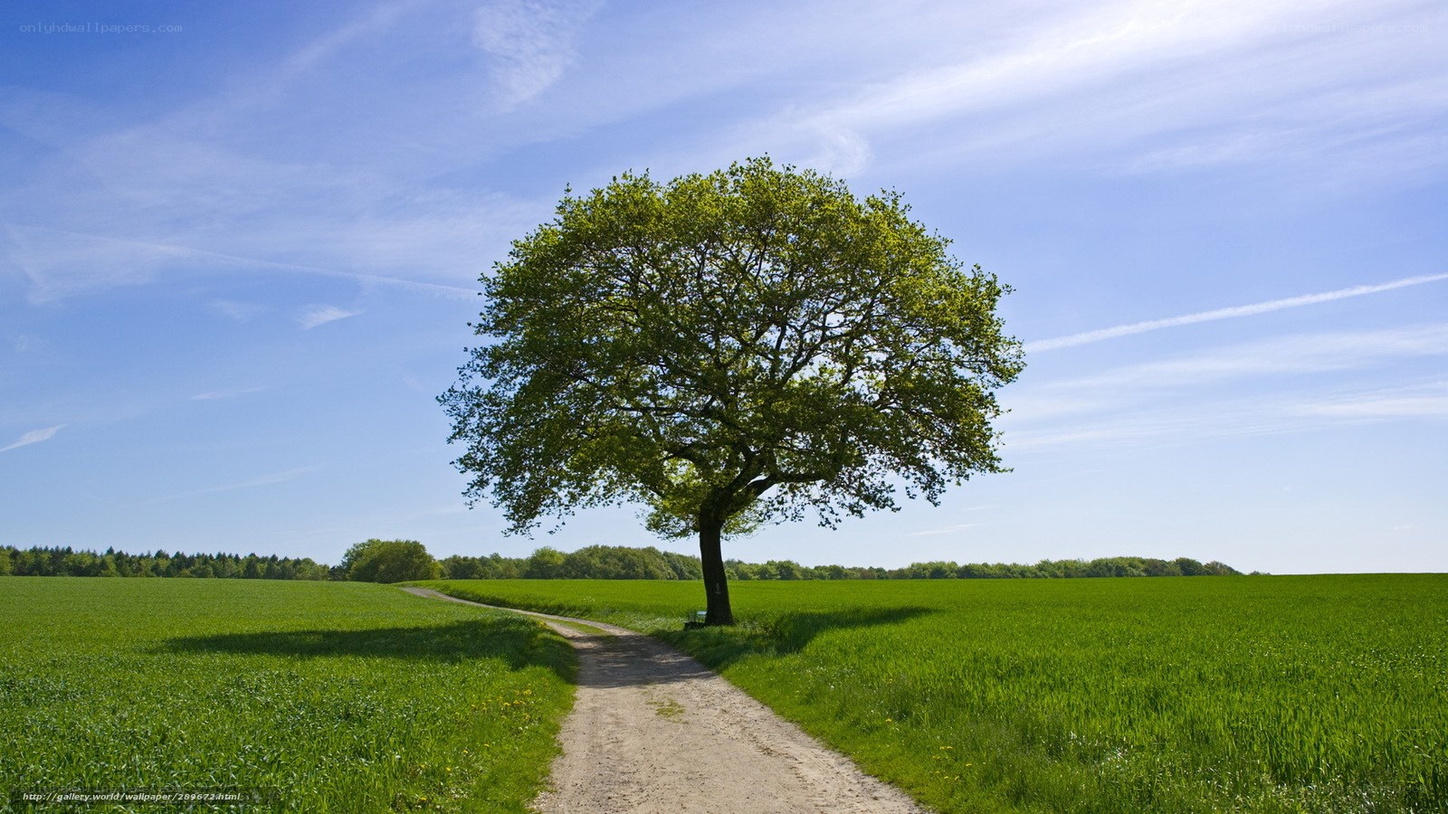 Solitary tree in green field