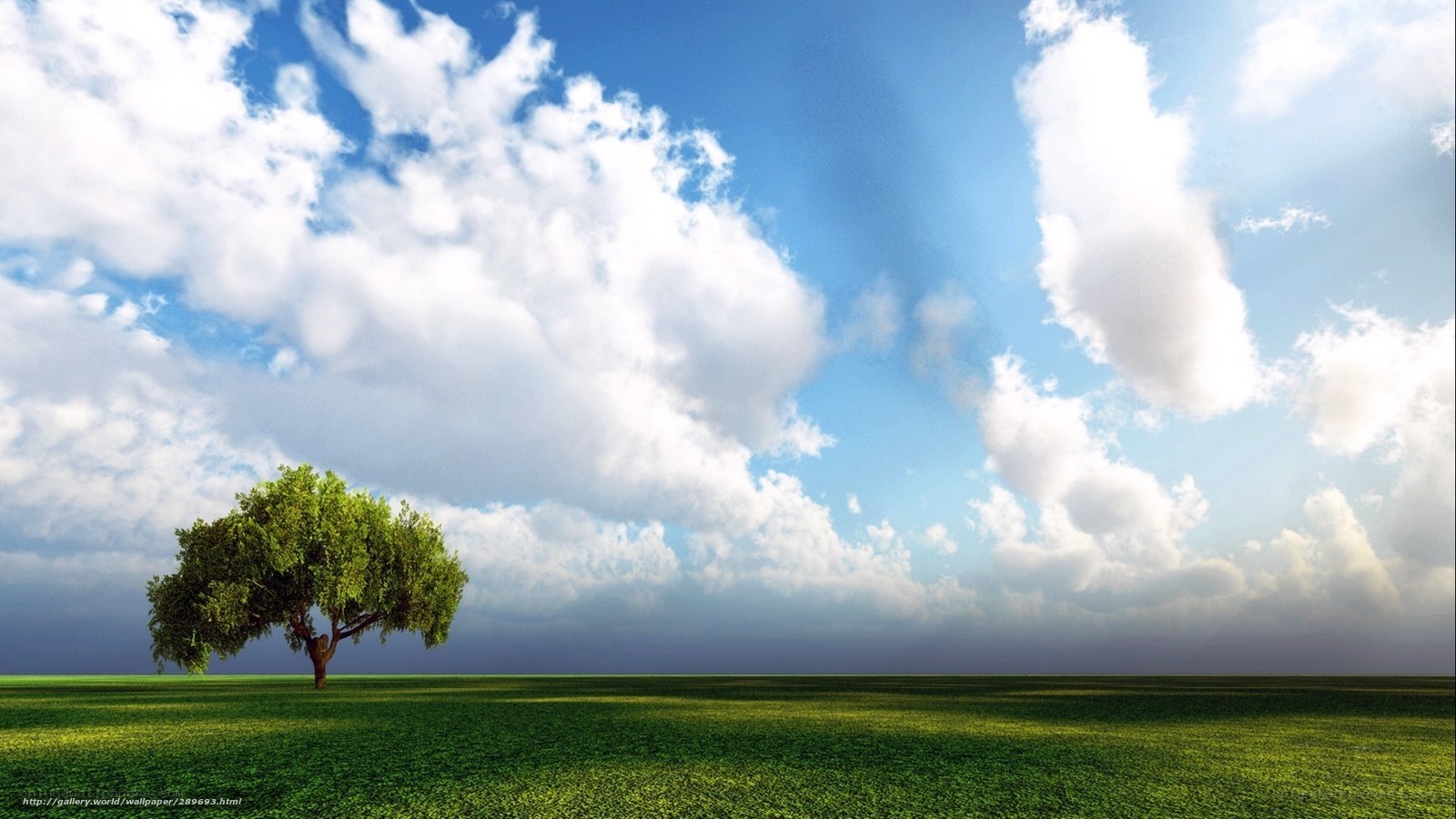 Solitary tree in green field
