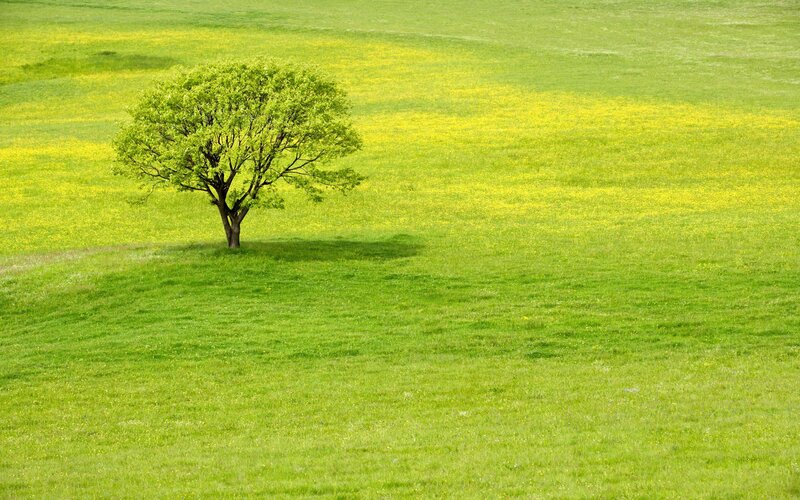 solitary tree in green field