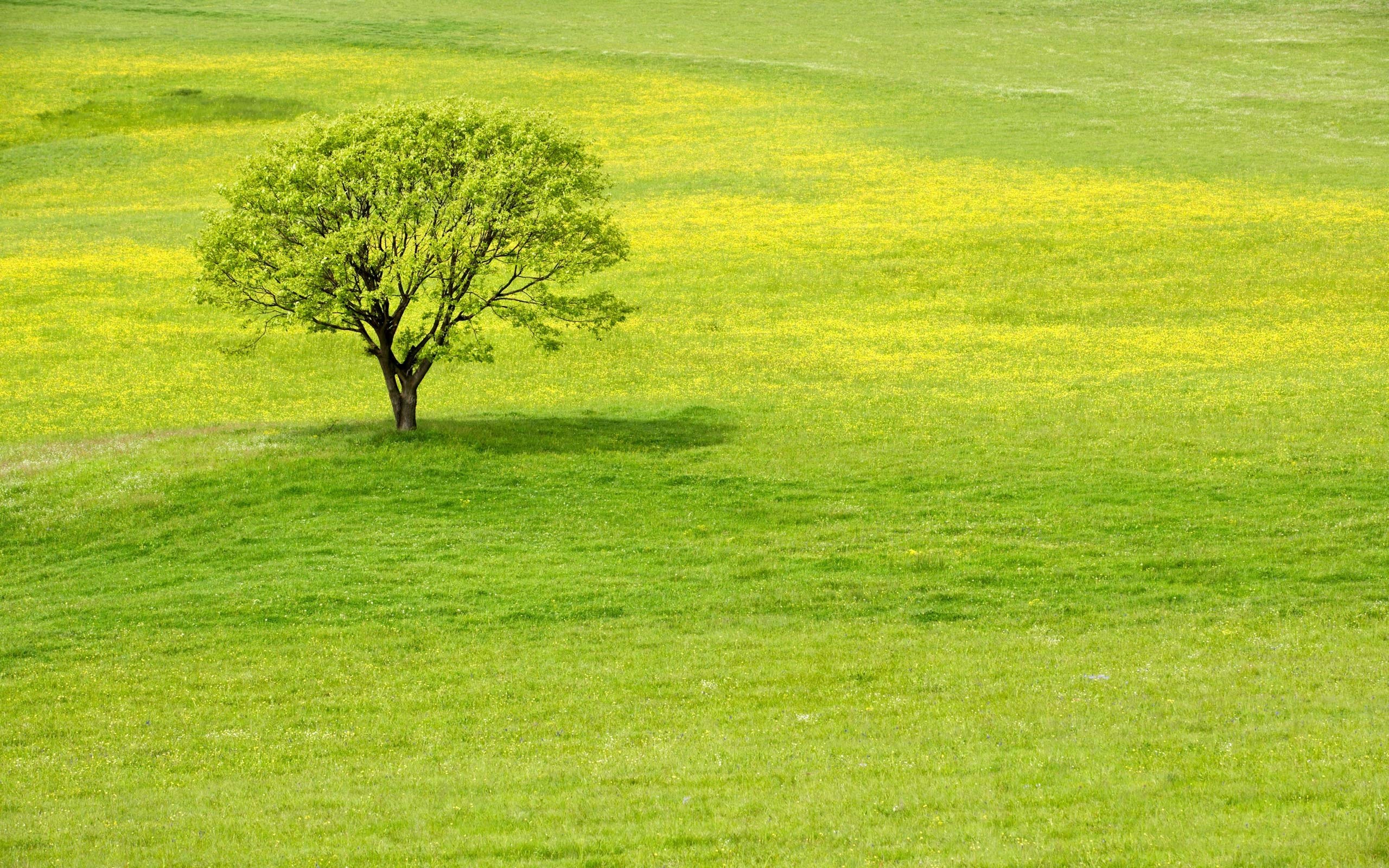 solitary tree in green field