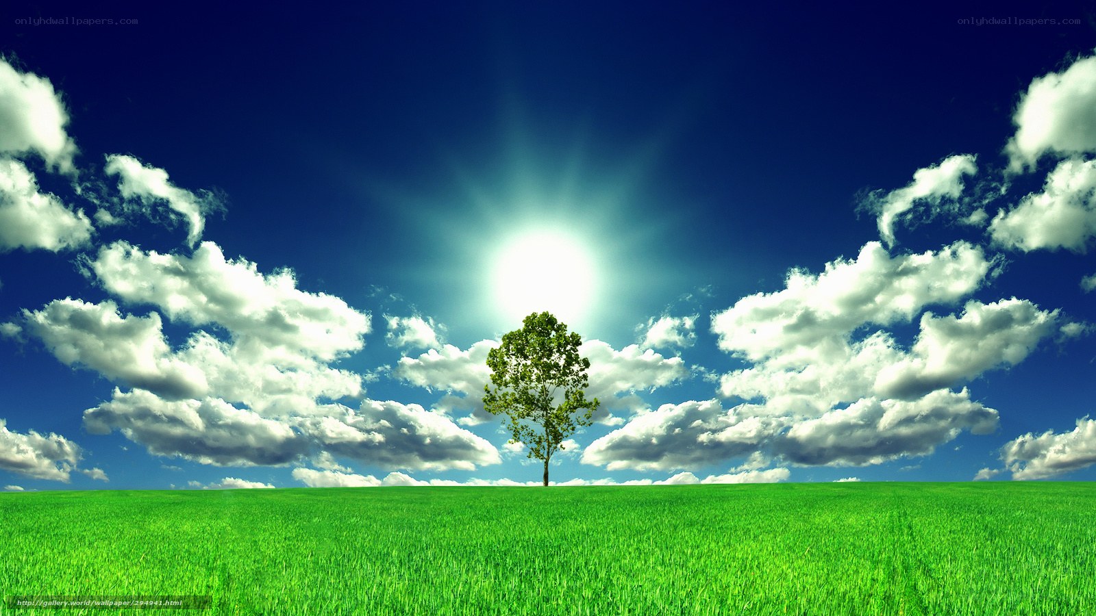 Solitary tree in green field