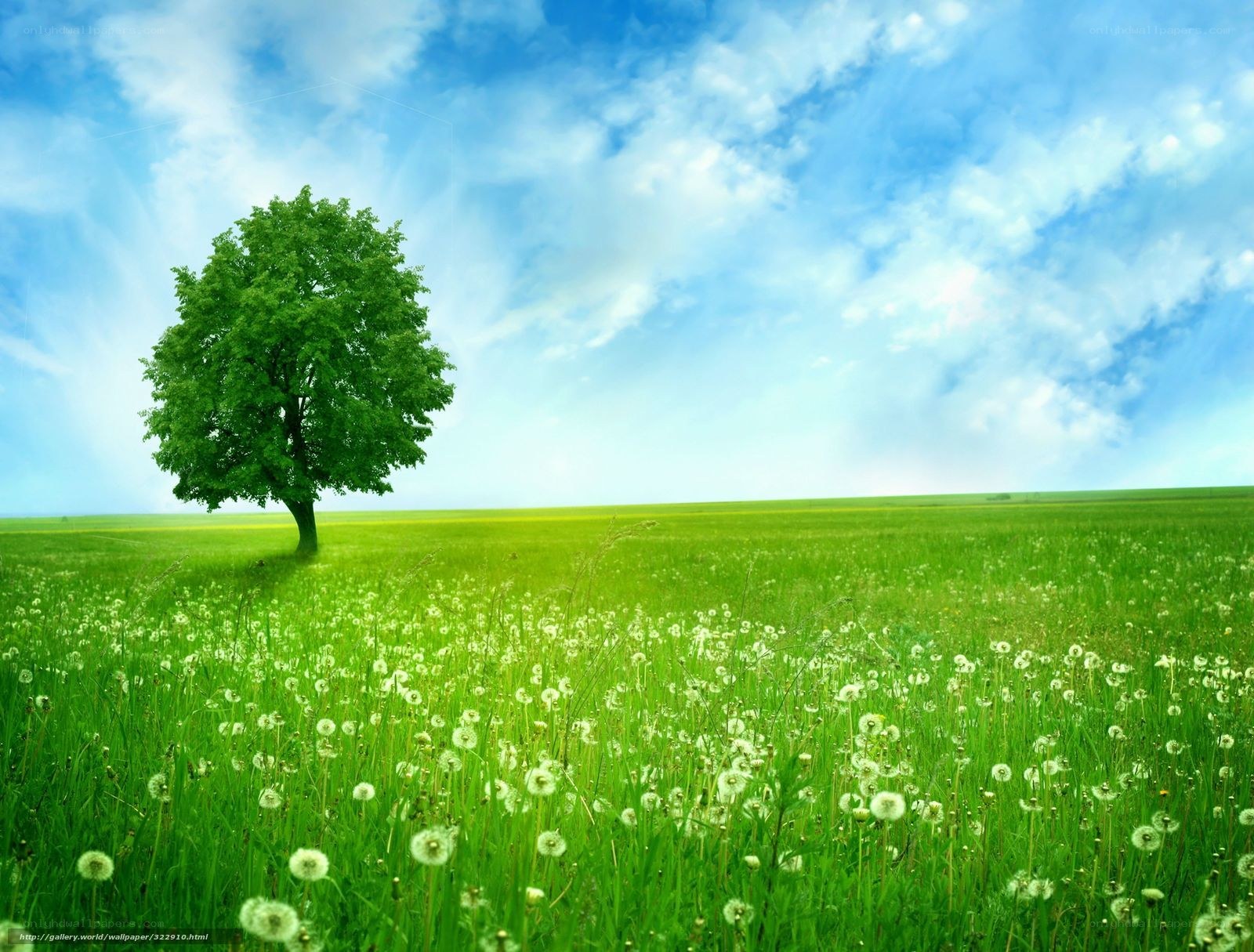 solitary tree in green field
