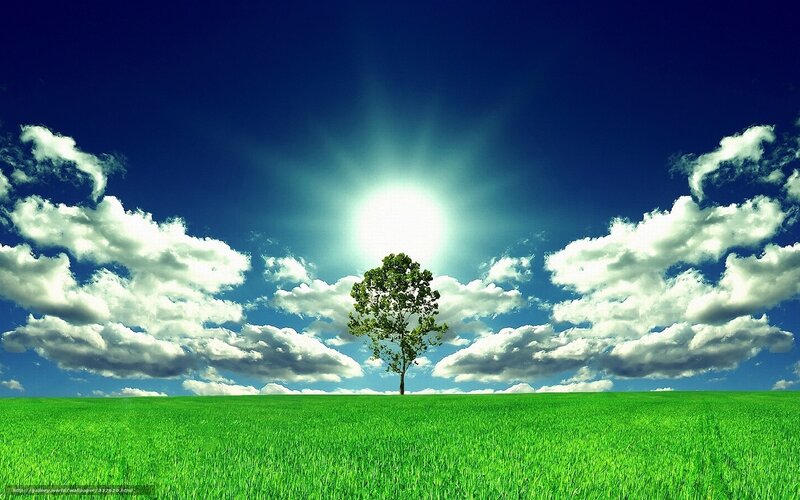 Solitary tree in green field