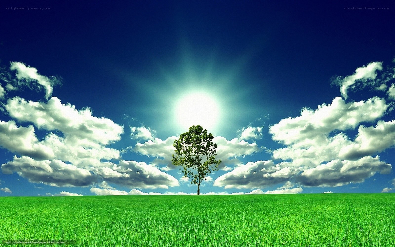 Solitary tree in green field