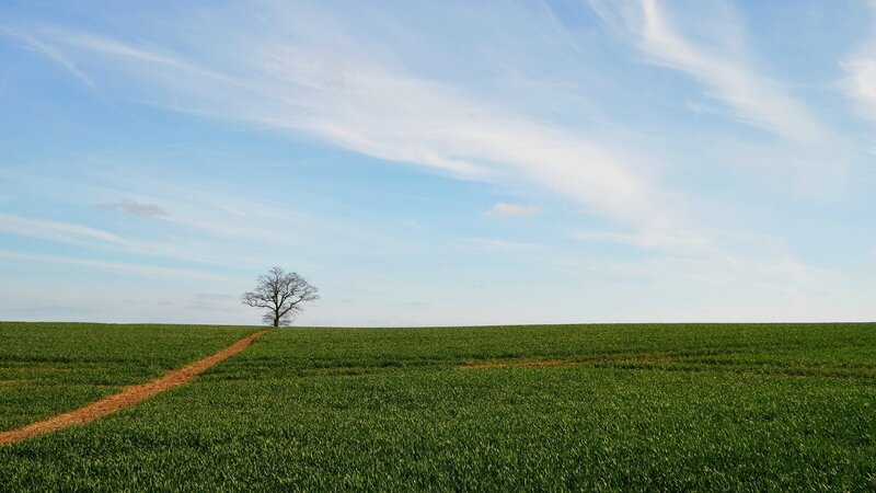 solitary tree in green field