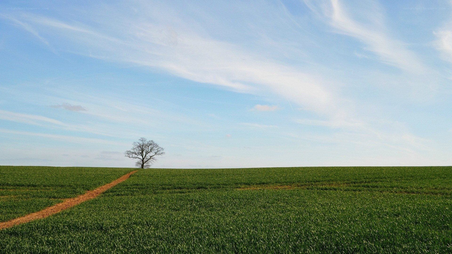 solitary tree in green field