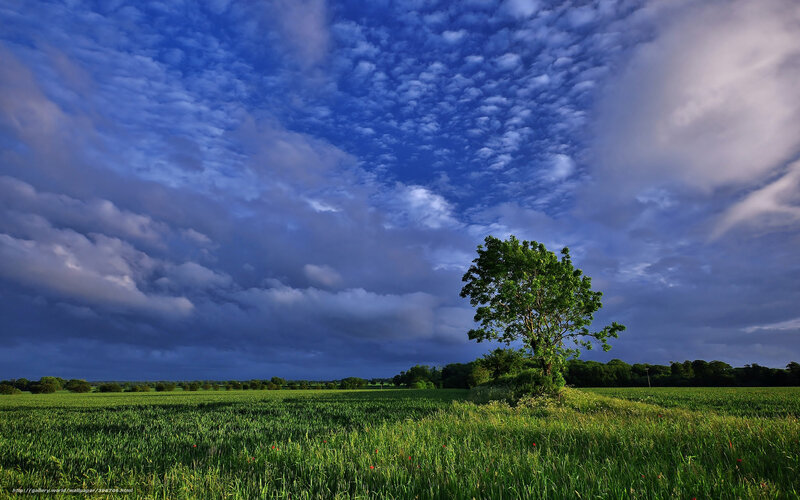 Solitary tree in green field