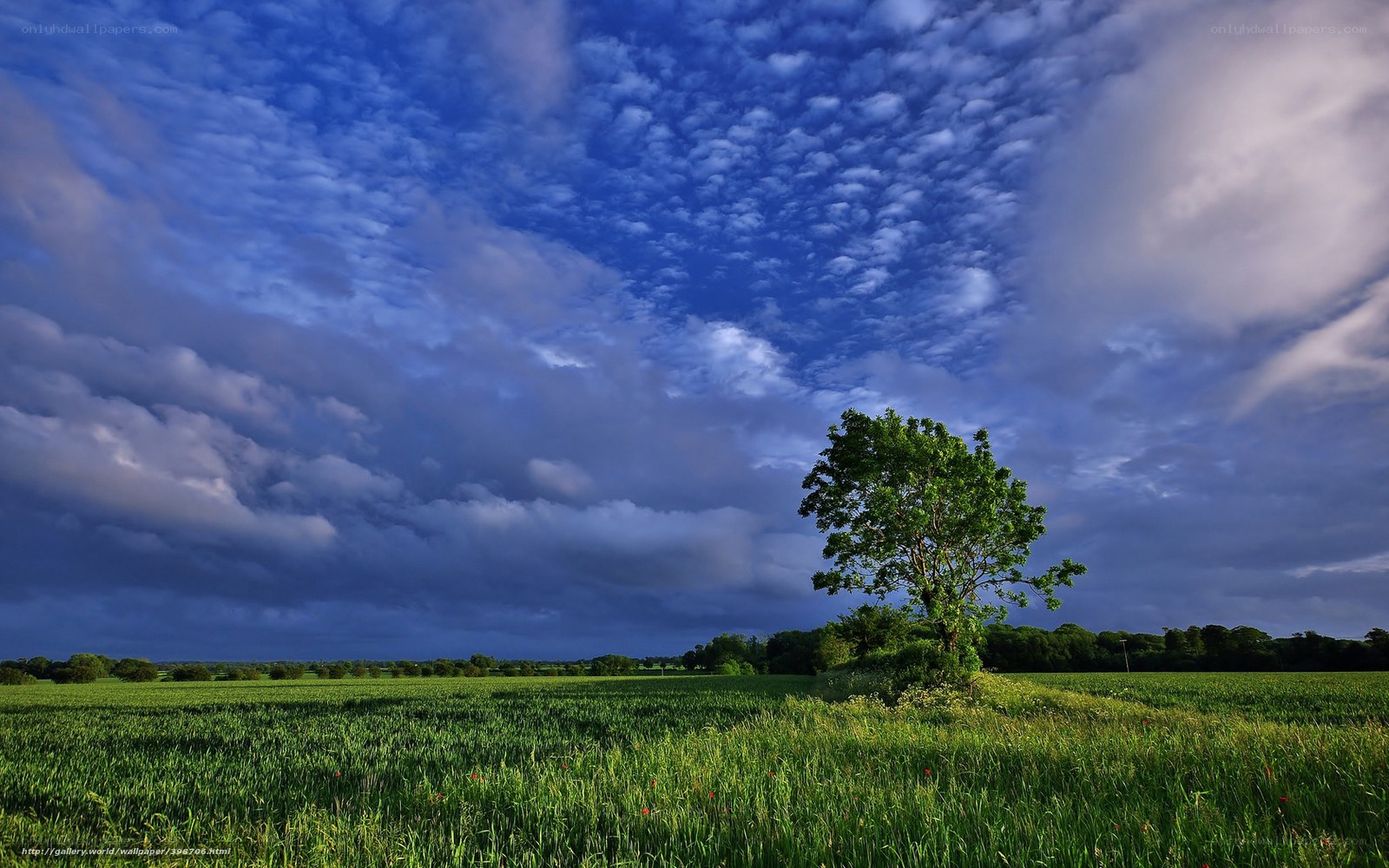 Solitary tree in green field