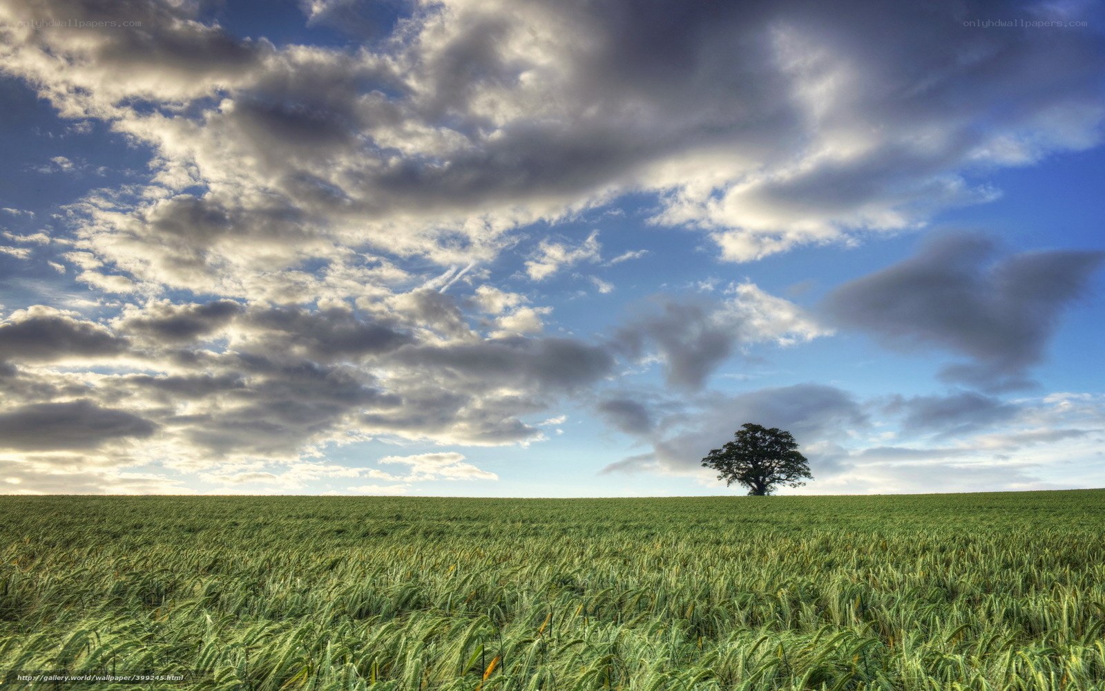 solitary tree in green field