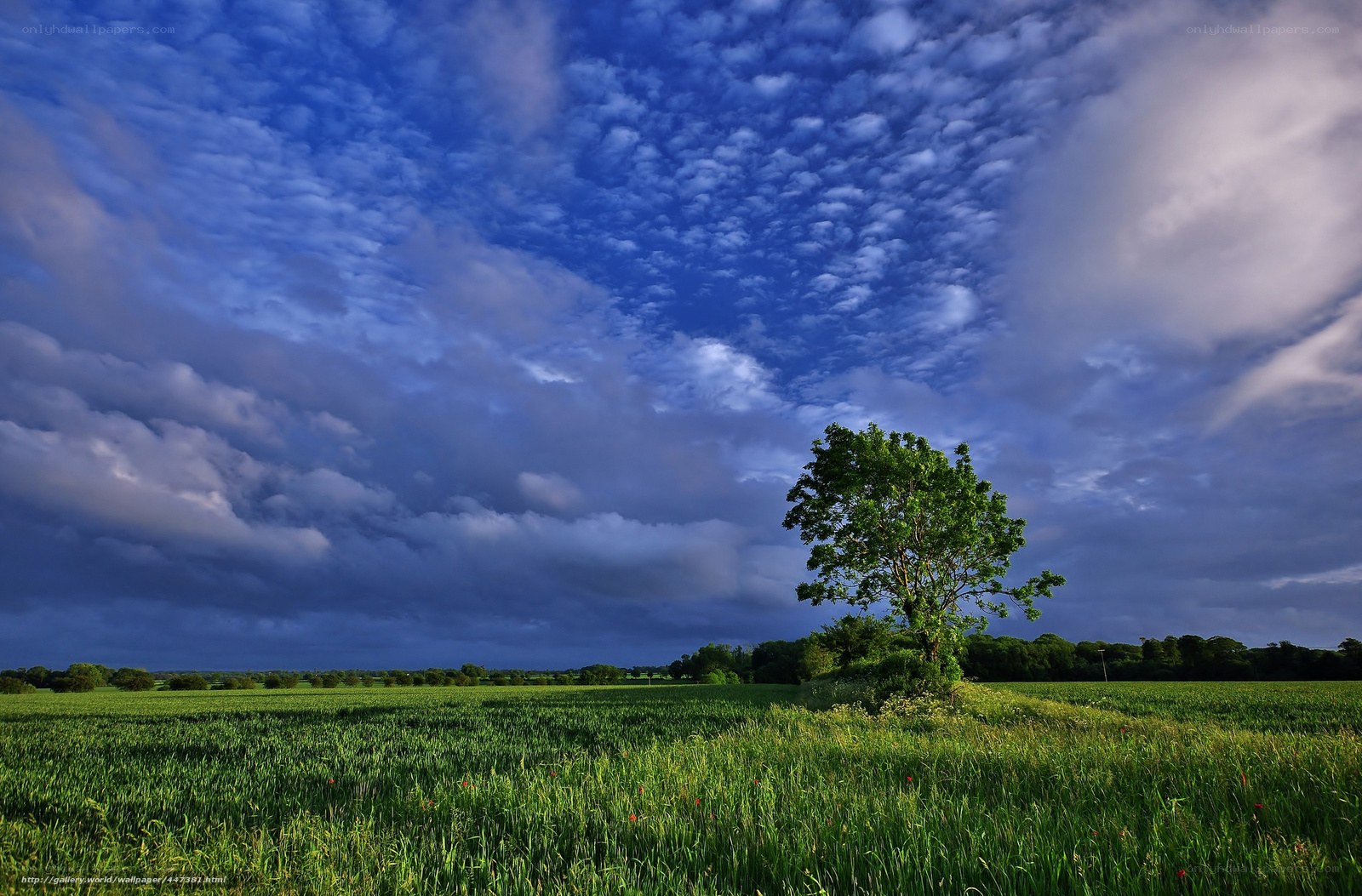 Solitary tree in green field