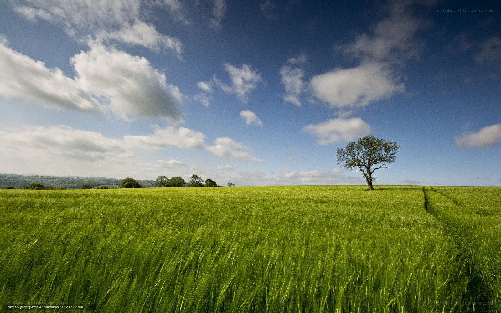 Solitary tree in green field
