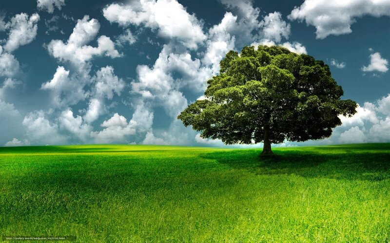Solitary tree in green field
