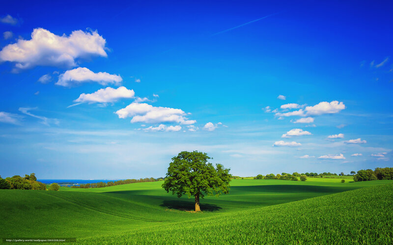 Solitary tree in green field