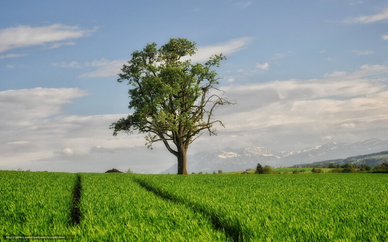 solitary tree in green field