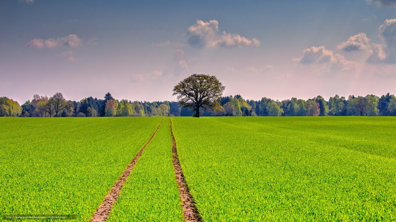 Solitary tree in green field