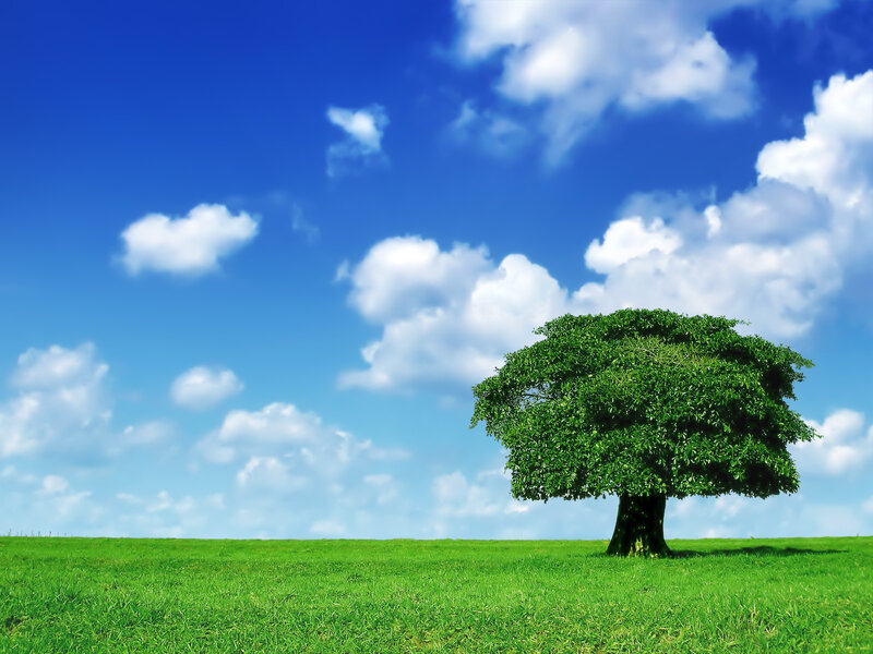Solitary tree in green field