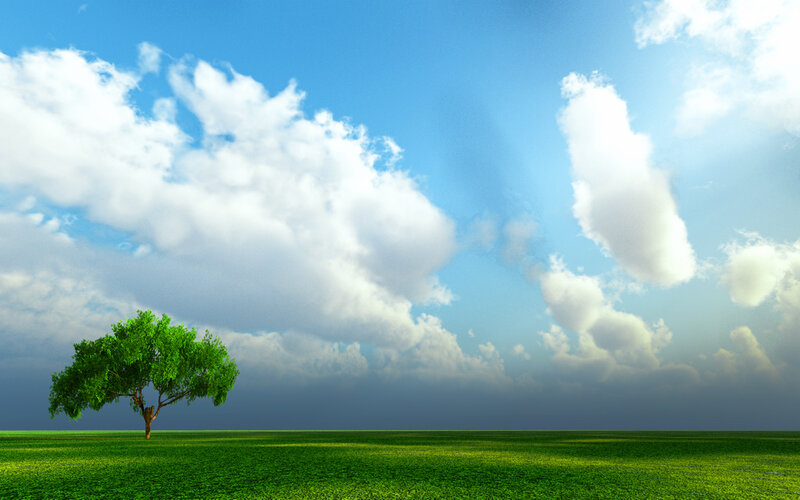 solitary tree in green field