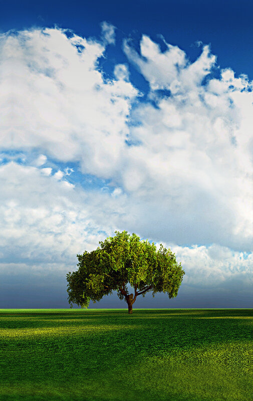 Solitary tree in green field