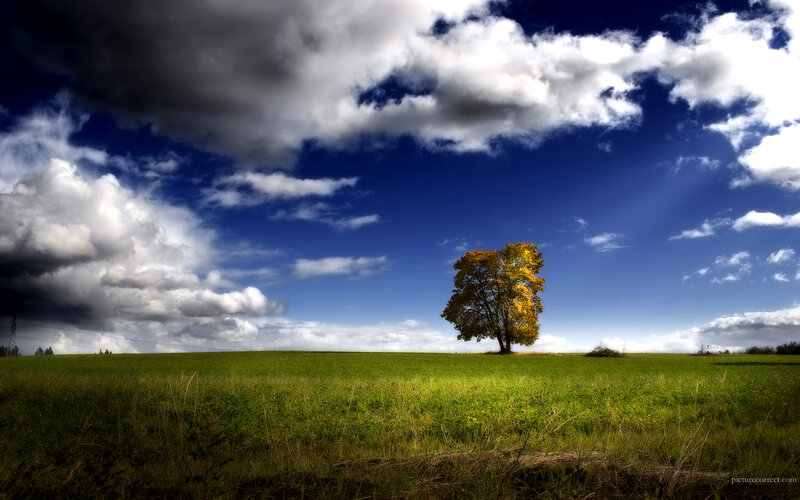 Solitary tree in green field